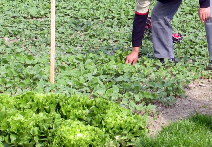 przepisy, prawo, krus, pomocnik rolnika