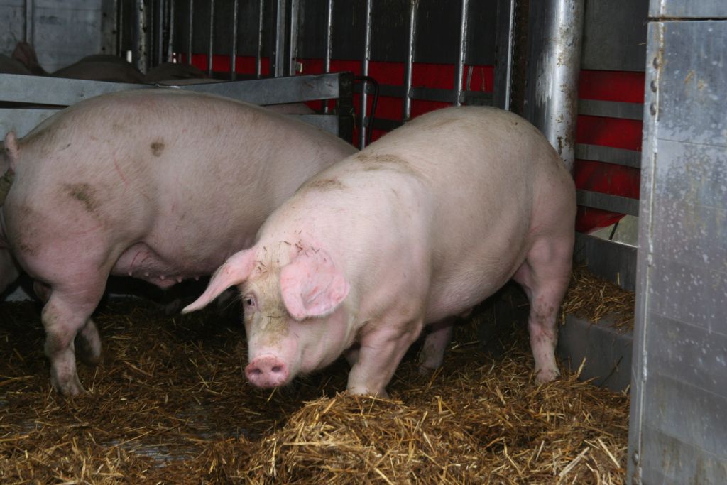 tuczniki, sprzedaż tuczników, WIR, Wielkopolska Izba Rolników, pasza, żywienie, zboże, produkcja tuczników, hodowcy