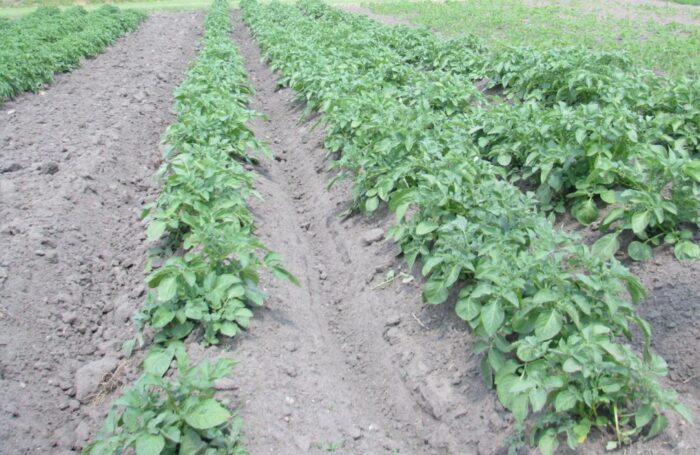 susza rolnicza, iung, kbw, niedobór wody