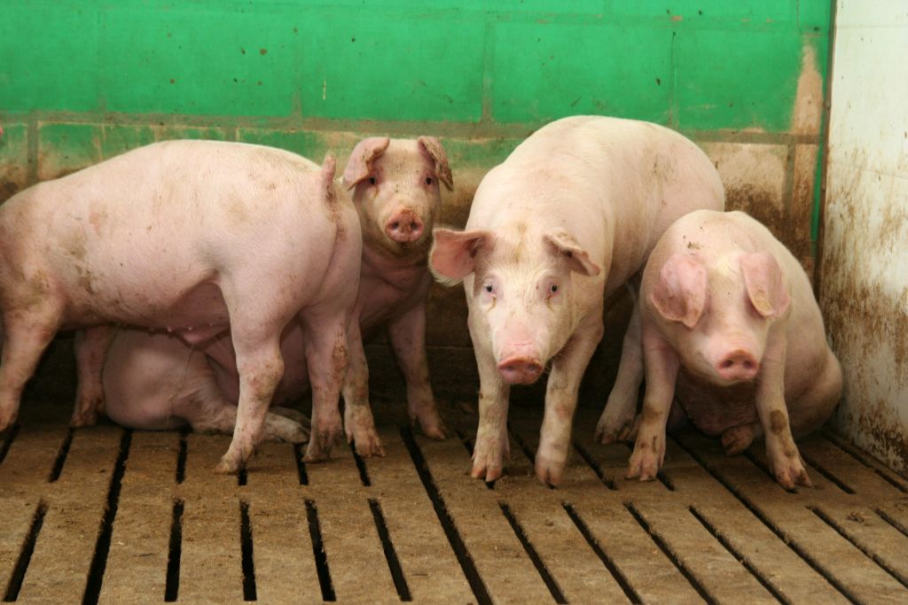 Polska giełda tuczników, Agrointegracja, Wojciech Styburski, trzoda chlewna, tuczniki, sprzedaż tuczników