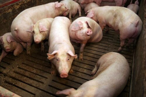 tuczniki, cena tuczników, wieprzowina, mięso wieprzowe, tuczniki w Niemczech, VEZG, żywiec wieprzowy, świnie