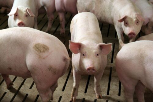 tuczniki, cena tuczników, wieprzowina, mięso wieprzowe, tuczniki w Niemczech, VEZG, żywiec wieprzowy, świnie