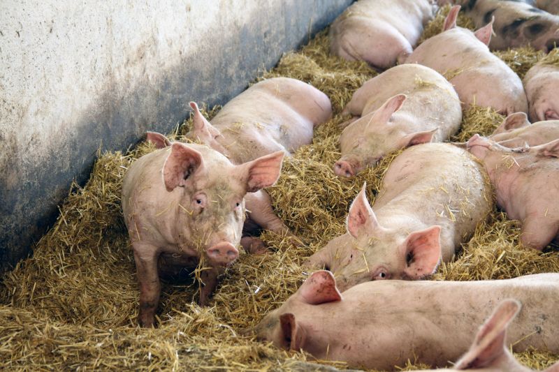 tuczniki, cena tuczników, wieprzowina, mięso wieprzowe, tuczniki w Niemczech, VEZG, żywiec wieprzowy, świnie