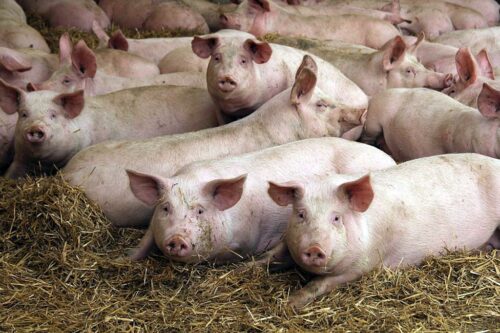 Gobarto Hodowca, trzoda chlewna, wieprzowina, import wieprzowiny, inwestycje, blokowanie inwestycji