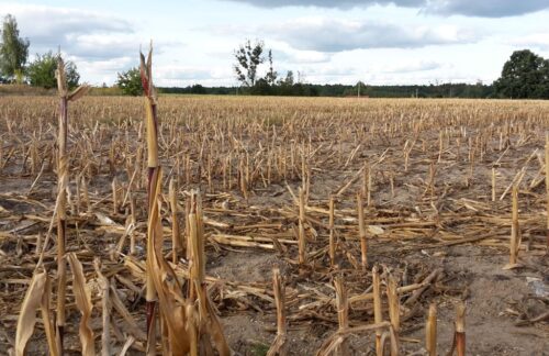 arimr, dopłaty bezpośrednie, monitoring upraw, zbiór upraw