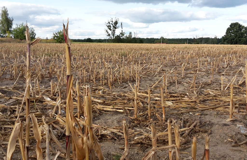 arimr, dopłaty bezpośrednie, monitoring upraw, zbiór upraw