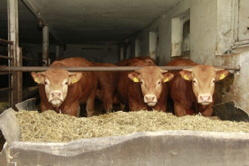 ceny bydła rzeźnego, mięso wołowe, wołowina, spadek cen, zakup bydła rzeźnego