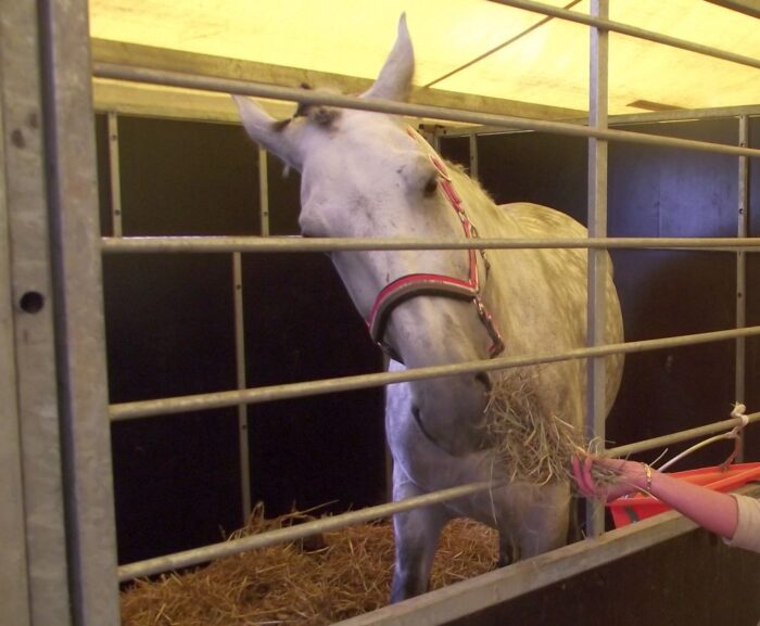 mrirw, konie, dopłaty, wsparcie