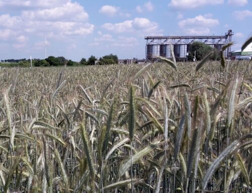 rynek zbóż, ceny zbóż, skup zbóż, sprzedaż zbóż
