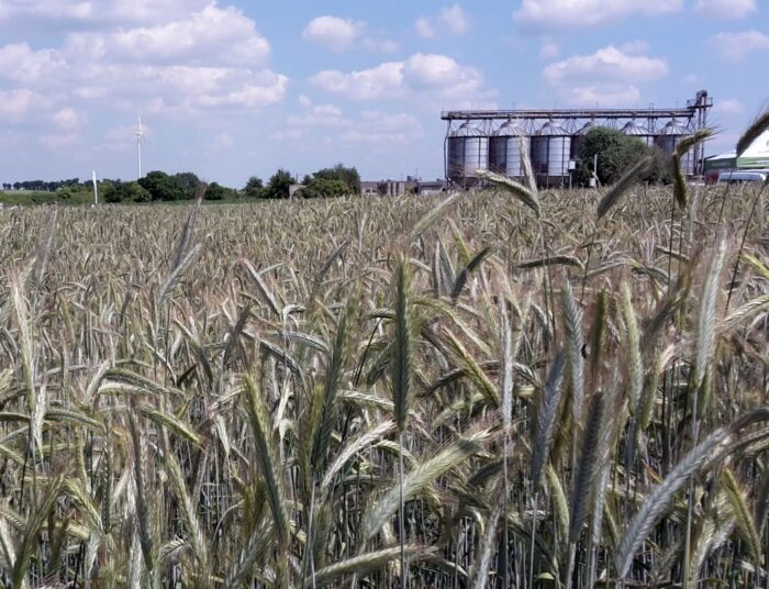 rynek zbóż, ceny zbóż, skup zbóż, sprzedaż zbóż