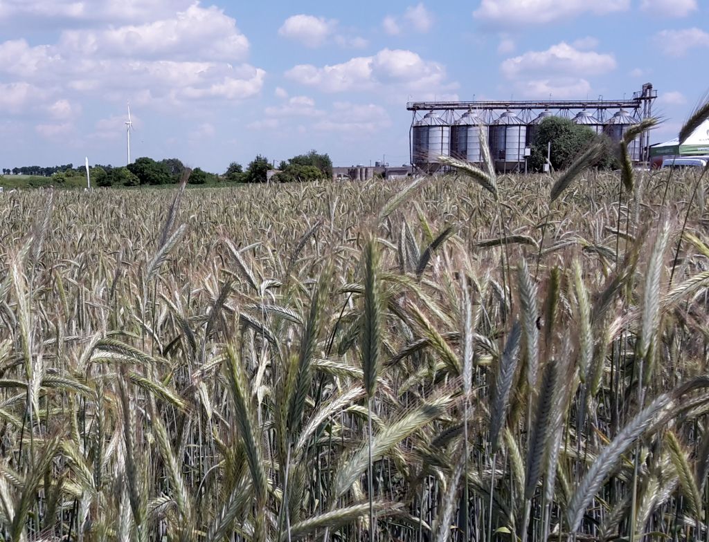 rynek zbóż, ceny zbóż, skup zbóż, sprzedaż zbóż