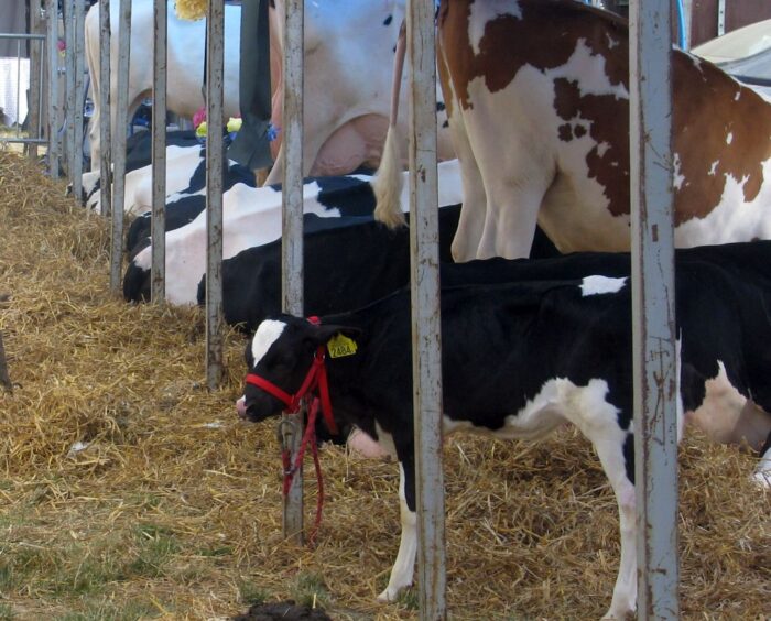 krowy, okres międzywycieleniowy, wycielenia, hodowcy