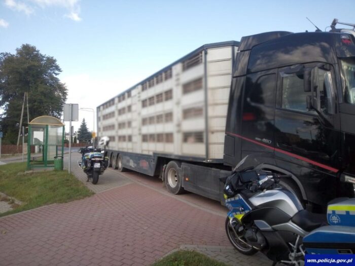 transport trzody, ciężarówka, zakaz prowadzenia pojazdów, drogówka