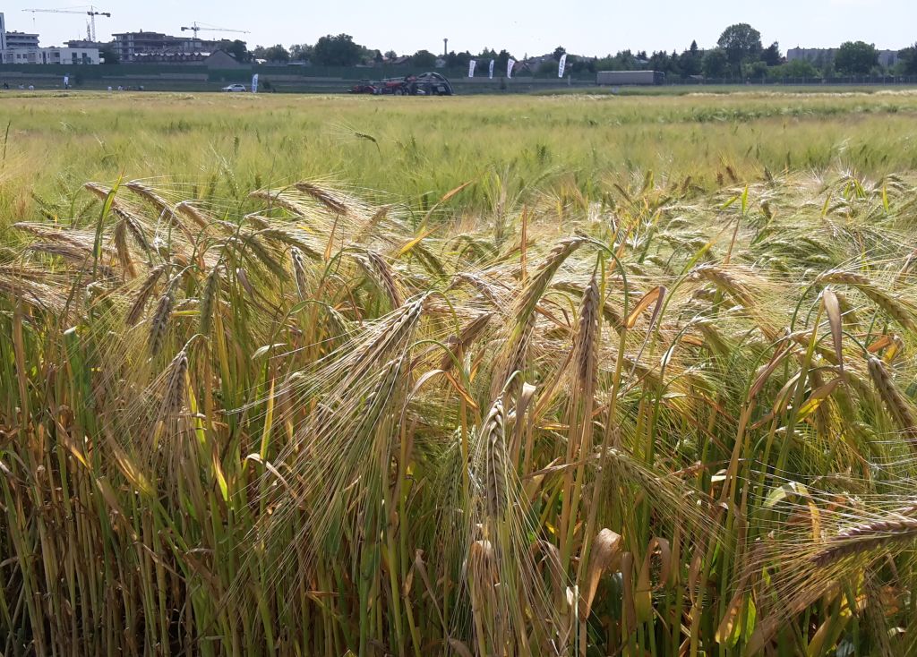 uokik, chróstny, słód, piwo, jęczmień