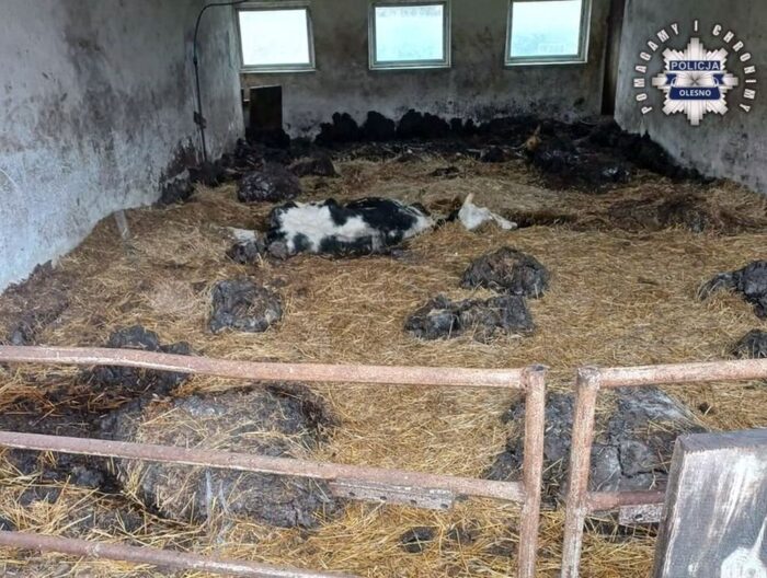 gospodarstwo, padłe zwierzęta, hodowla, krowy