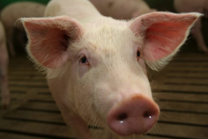 asf, ognisko ASF u świń, trzoda chlewna, strefa czerwona, strefa różowa, strefa niebieska, dziki, ognisko ASF, KE