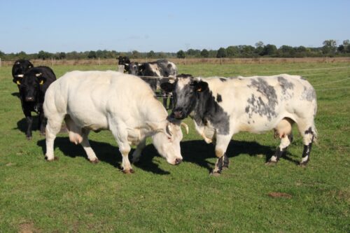 choroba niebieskiego języka, bydło mleczne, bydło mięsne, BTV-3, domowe przeżuwacze,kuczmany, mięso, mleko