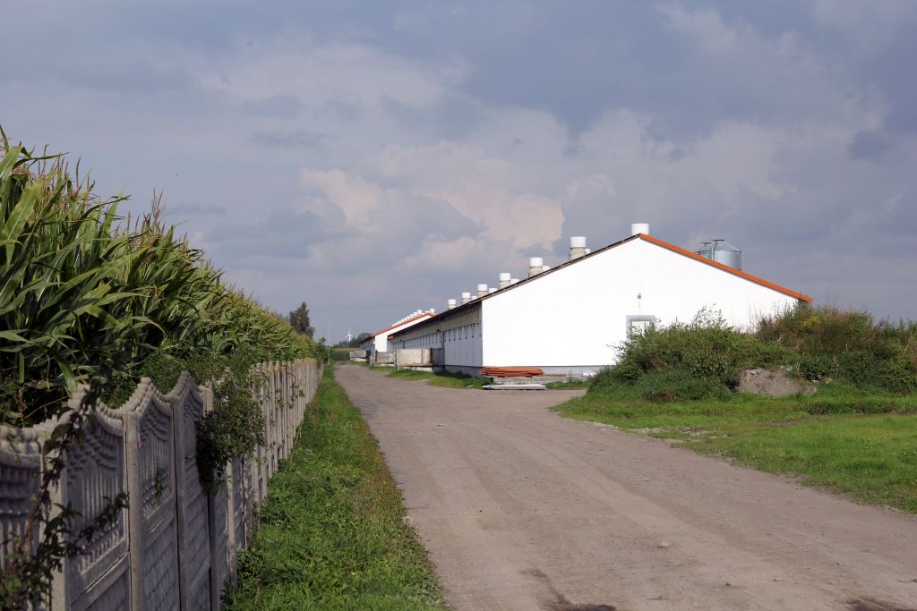 afrykański pomór świń, ASF, Polska, trzoda chlewna, strefa czerwona, bioasekuracja 1. Kongres Produkcji Świń