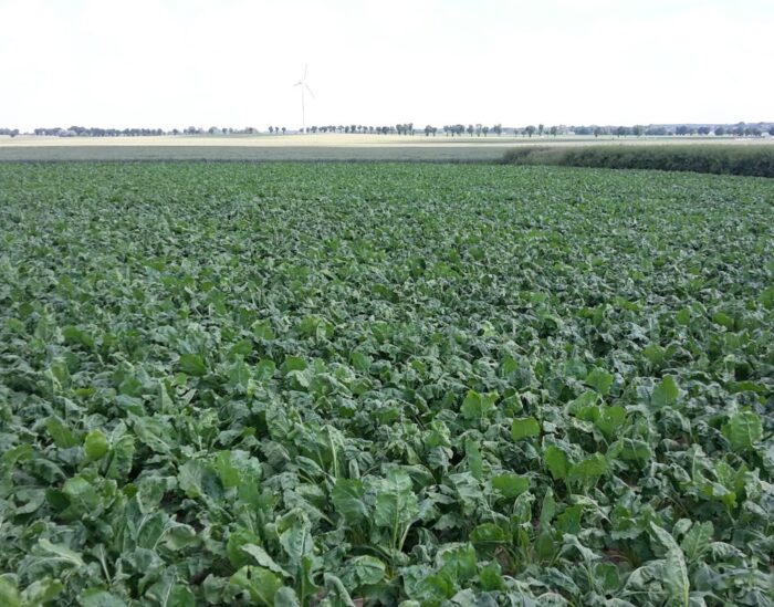 plantatorzy buraków, produkcja buraków, dopłaty do buraków, buraki cukrowe