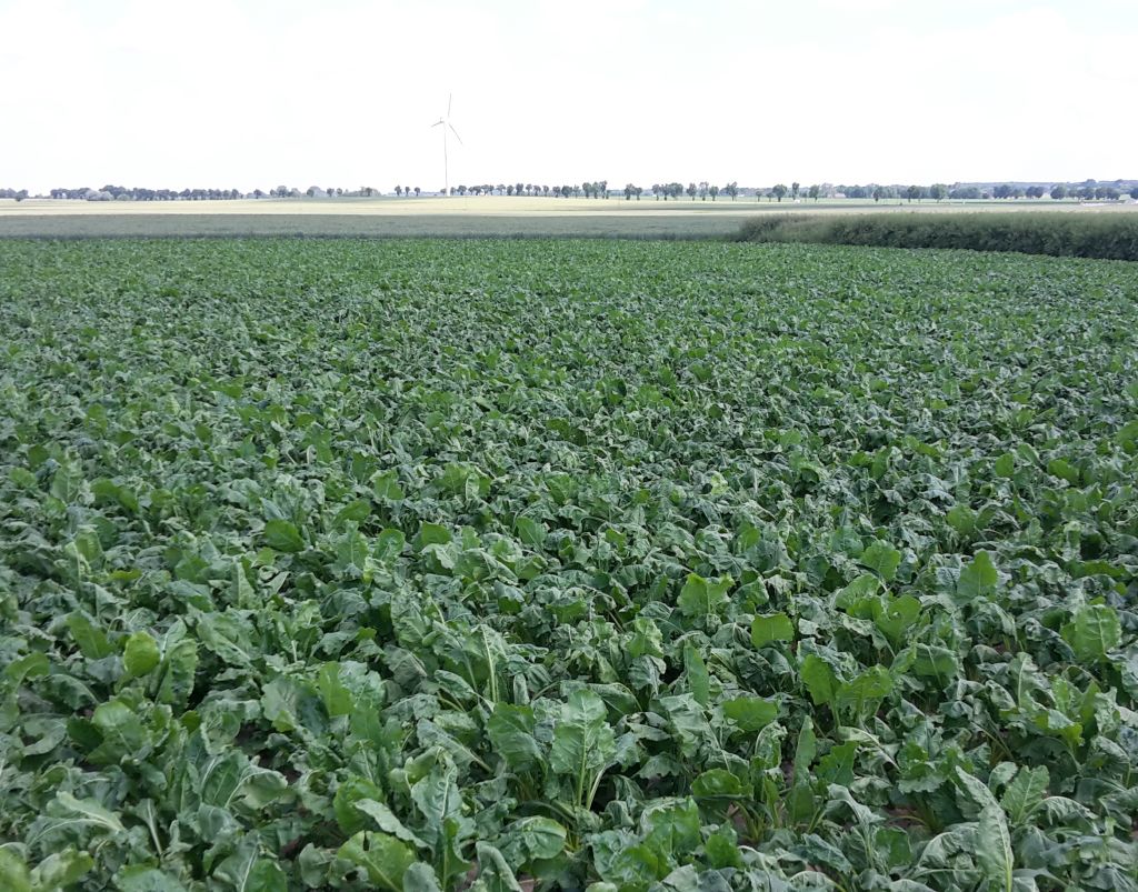 plantatorzy buraków, produkcja buraków, dopłaty do buraków, buraki cukrowe