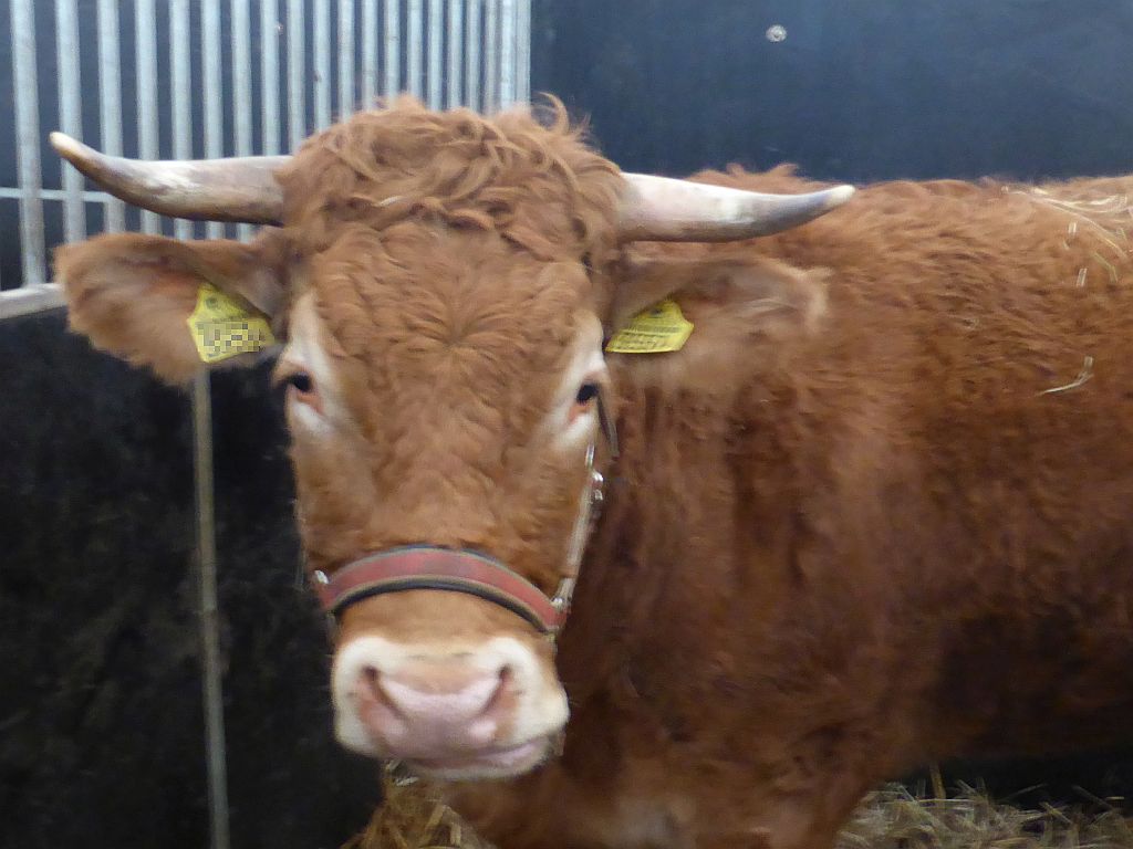 gospodarstwo, atak byka, śmierć kobiety, byk