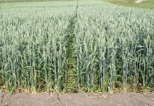 ceny produktów rolnych, ceny skupu, gus, produkty rolne