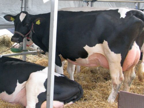 krir, minister rolnictwa, hodowcy bydła, btv