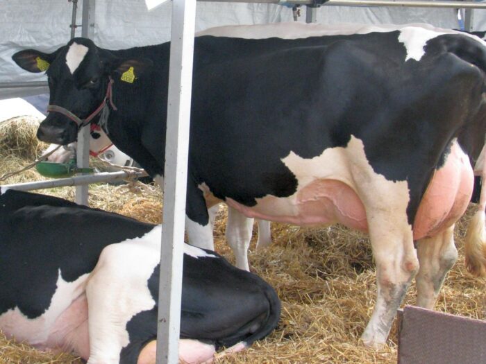 krir, minister rolnictwa, hodowcy bydła, btv