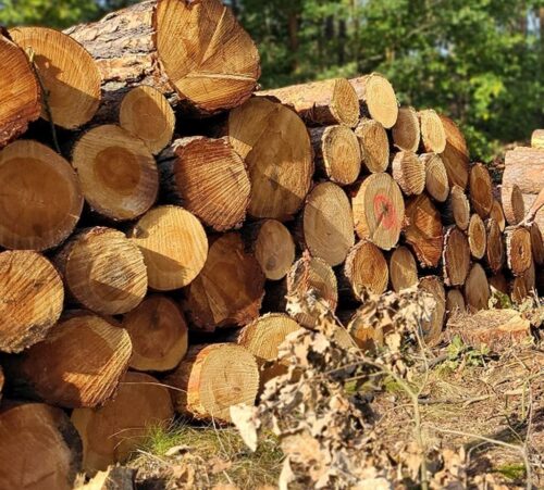 mkiś, raport, rynek drewna, branża drzewna