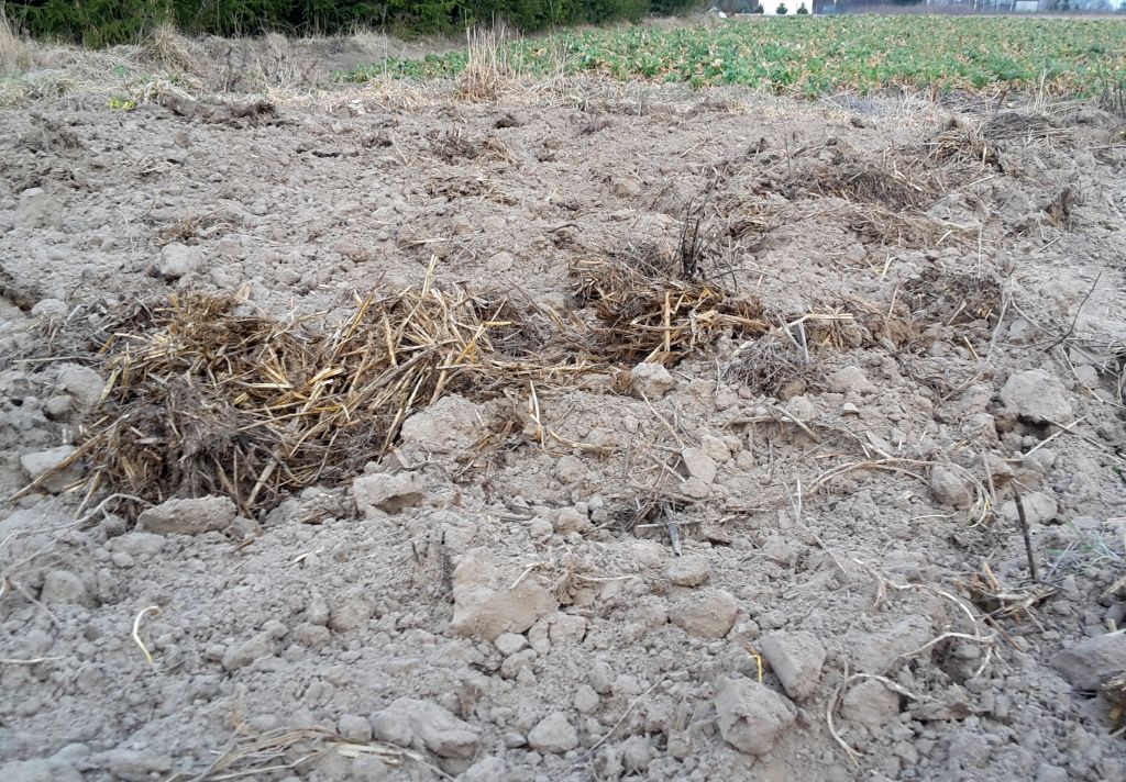 mrirw, dopłaty, ekoschematy, dopłaty bezpośrednie