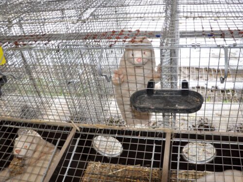 pir, prezydent, nawrocki, zwierzęta futerkowe