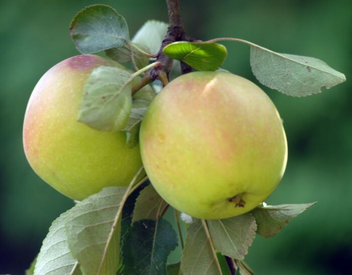 arimr, mrirw, pomoc, poszkodowani sadownicy