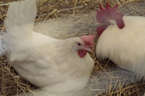 ceny drobiu, żywiec drobiowy, indyki, kurczęta, tuszki, brojlery, eksport, import, Polska