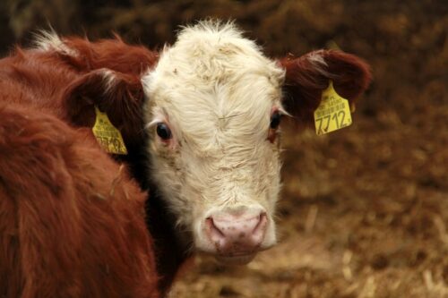 ceny bydła rzeźnego, mięso wołowe, wołowina, spadek cen, zakup bydła rzeźnego