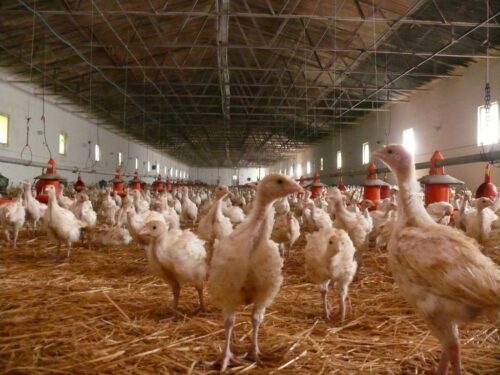 grypa ptaków, rekompensaty, ARiMR, hodowcy drobiu, HPAI, H5N1, rekompensaty dla hodowców drobiu 2025, nabór wniosków
