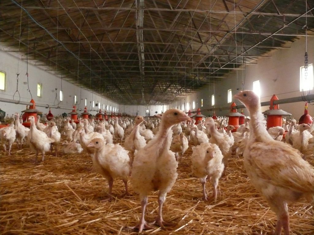 grypa ptaków, rekompensaty, ARiMR, hodowcy drobiu, HPAI, H5N1, rekompensaty dla hodowców drobiu 2025, nabór wniosków