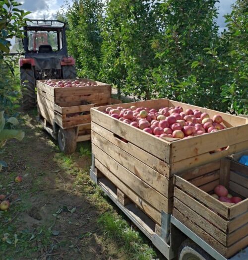 wypadek, zbiór jabłek, sad, ranna kobieta