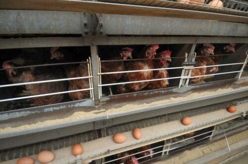 ue, mercosur, umowa ue-mercosur, import