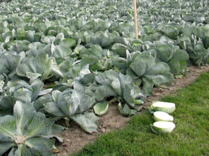 producenci kapusty, kapusta biała, ceny kapusty, ceny skupu