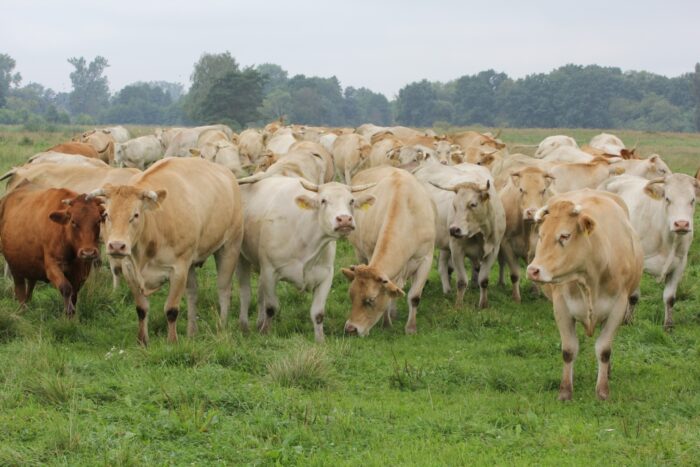 choroba niebieskiego języka, Bluetongue, BTV-5, Sardynia, Włochy, Komisja Europejska, główny lekarz weterynarii