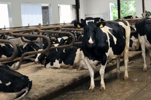 choroba niebieskiego języka, bydło mleczne, bydło mięsne, BTV-3, domowe przeżuwacze,kuczmany, mięso, mleko