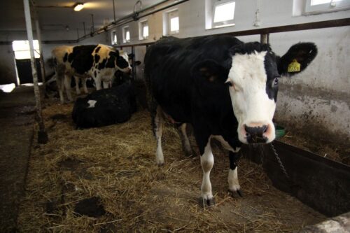 choroba niebieskiego języka, bydło mleczne, bydło mięsne, BTV-3, domowe przeżuwacze,kuczmany, mięso, mleko