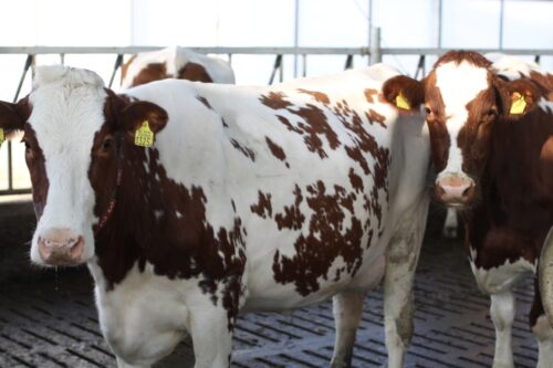 choroba niebieskiego języka, bydło mleczne, bydło mięsne, BTV-3, domowe przeżuwacze,kuczmany, mięso, mleko