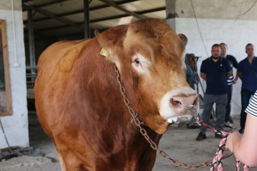 buhaje mięsne, czystorasowe buhaje, hodowcy bydła, bydło mięsne, hodowla bydła, producenci bydła, MRiRW, ARiMR