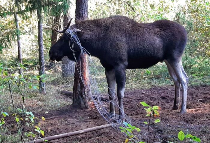łosie, szkody w uprawach, populacja łosi, zdarzenia z łosiami
