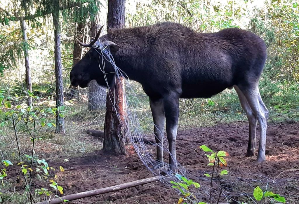 łosie, szkody w uprawach, populacja łosi, zdarzenia z łosiami