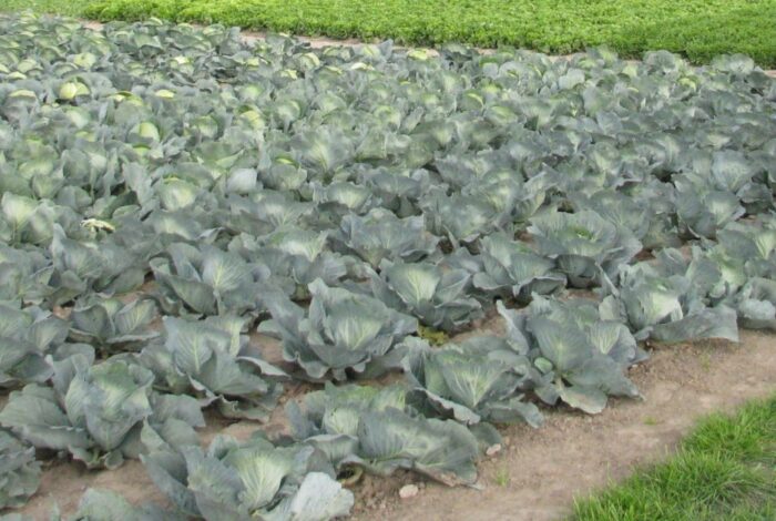 mrirw, kapusta, rynek kapusty, skup kapusty