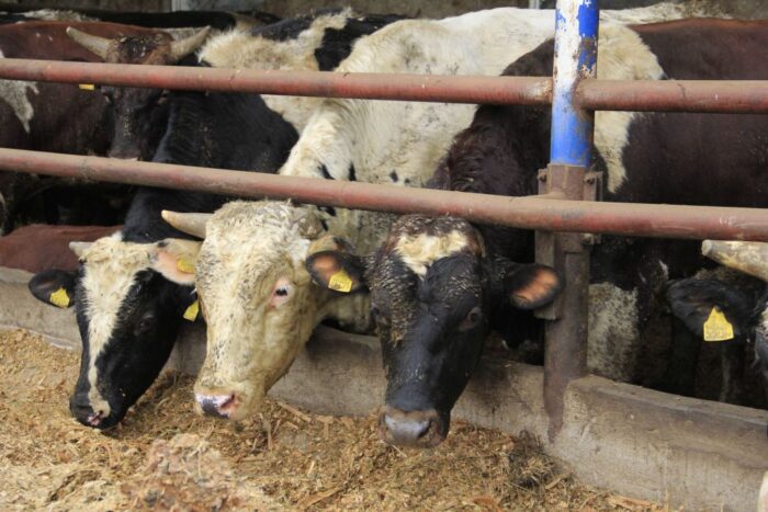 ceny bydła rzeźnego, mięso wołowe, wołowina, spadek cen, zakup bydła rzeźnego