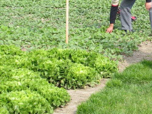 mrirw, pracownicy gospodarstw, pracownicy sezonowi, opłaty