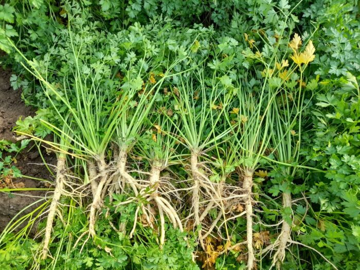 piorin, pietruszka, kontrola, uprawy pietruszki